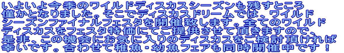 �I�[���W���p���f�B�X�J�X�t�F�X�e�B�o���Q�O�O�V�J�ÁI �@�@�@�@�@�@�@�@�@�@�@�ڍׂ͂�����I